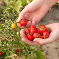 Съвети за отглеждане на чери домати