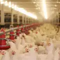 Лъсна истината за пилетата на KFC