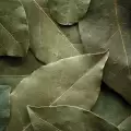 Дафинов лист