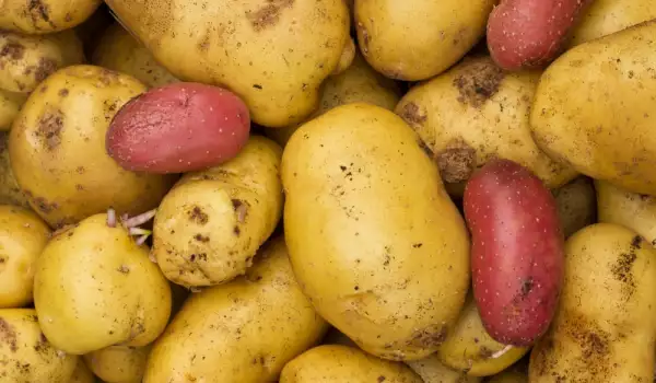 Сортове картофи за варене