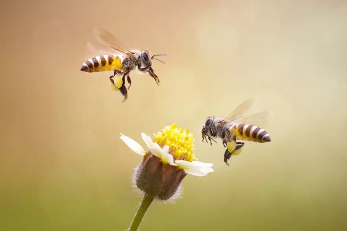 Пчелната отрова е специална течност, която се отделя от жилото