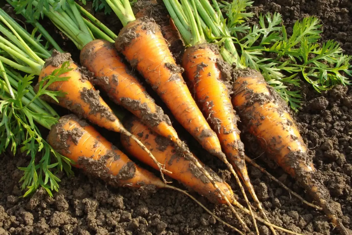 Защо Морковът е Оранжев