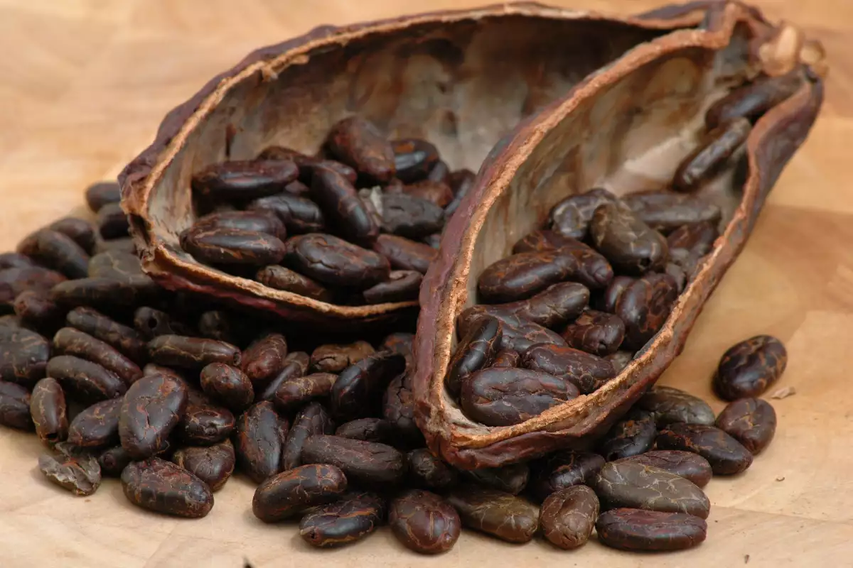 Какаови Зърна