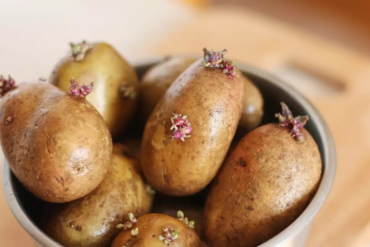 Как да Съхраним Картофите за да не Покълнат