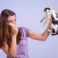 Алергия към котки - какво трябва да знаем