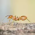 Прогоните мравките веднъж завинаги! Само с тези средства