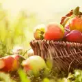 Как да съхраняваме ябълки?