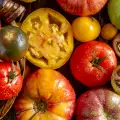 Десет интересни факта за доматите