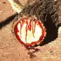Удивително дърво кърви, когато го отрежат