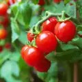 Засаждане и отглеждане на чери домати в саксии