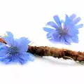Корен от цикория - как се използва?