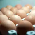 Какво са пастьоризираните яйца и как се правят?