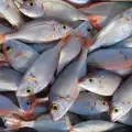 Изловиха 2 тона незаконна риба във Варна