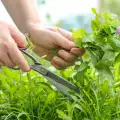 Полезни растения за всяка градина