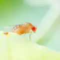 Как да се отървем от плодовите мухи?