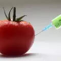 Що е то хидропоника?