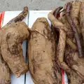 Корен от кудзу лекува алкохолизъм, махмурлук и никотинова зависимост