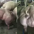 Тези прасета мутанти ще ви накарат да се замислите за месото, което ядете