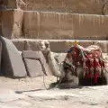 Един сладолед от камилско мляко, моля