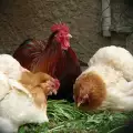Как кокошките да снасят повече яйца