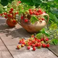 Горската ягода - вкусен плод и ценна билка