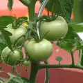 Есенни разядки със зелени домати