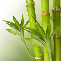 Как да отглеждаме бамбук вкъщи