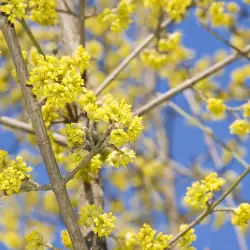 Народна медицина с дрян