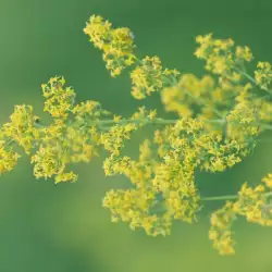 Народна медицина с еньовче