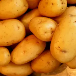 Как да съхраняваме картофи?