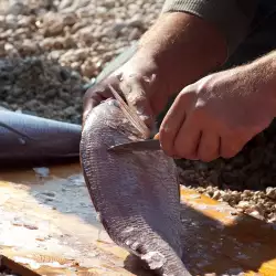 Как се чисти риба
