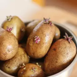 Как да не покълнат картофите?