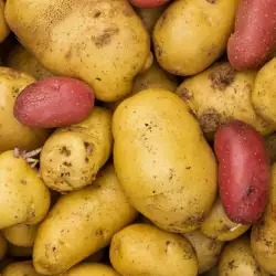 Основни сортове картофи