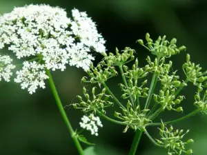 Непознатата индийска подправка Ажгон-Аджвайн (Ajwain)