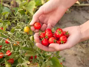 Хапвайте по-често домати през лятото, предпазват от рак