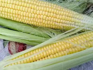 Царевицата плод или зеленчук е?