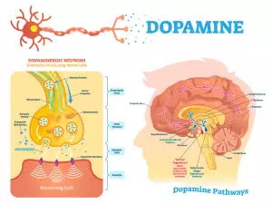 Най-добрите начини за естествено увеличаване на допамина в организма