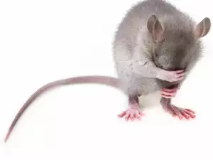 Мишка