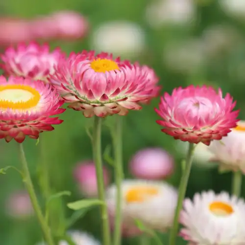 Хелихризум (Helichrysum bracteatum)