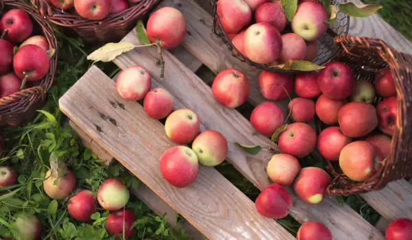 Как се режат ябълки за ракия?