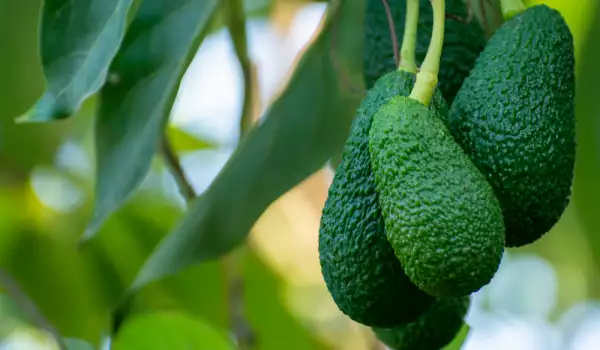 Ползи и приложения на листата от авокадо