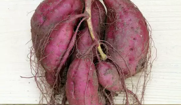 Сладки картофи за здрав панкреас