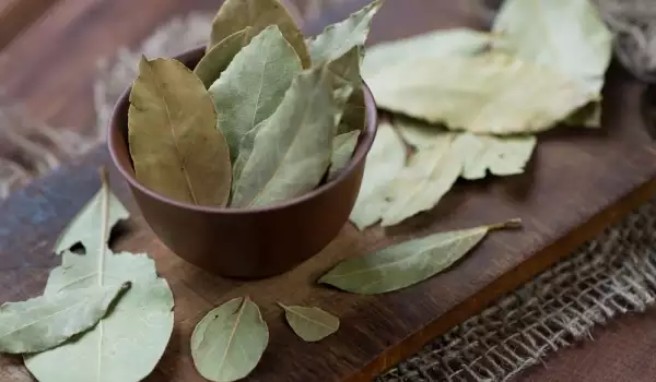 Как да изсушим дафинов лист