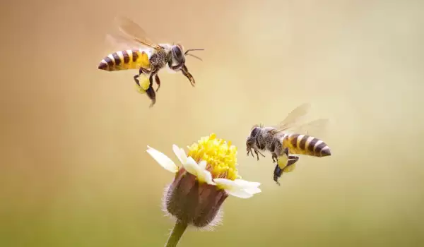 Какво е пчелна отрова и как помага