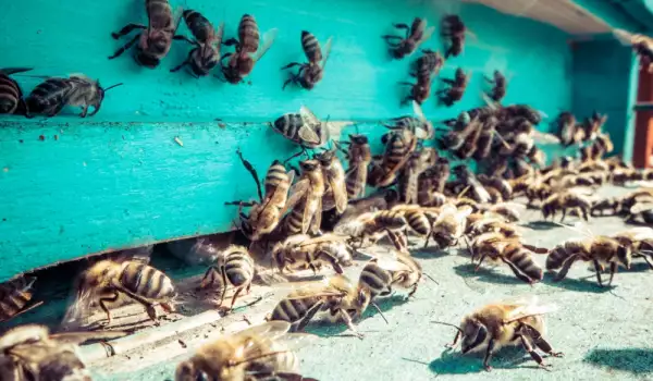 Как пчелният подмор помага за отслабване