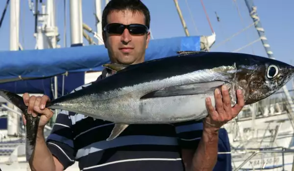 Полезна или вредна е рибата тон