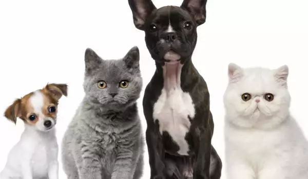 Котки и кучета