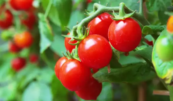 Чудо: 40 килограма домати от едно растение