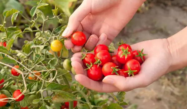 Хапвайте по-често домати през лятото, предпазват от рак