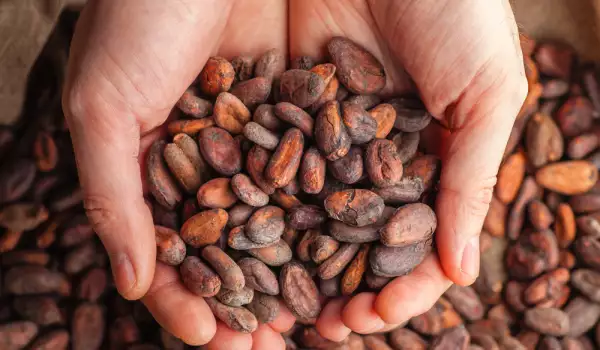 Ползи от какаовите зърна